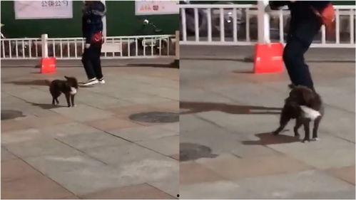 网友爆料狗狗视频大全图片,狗狗视频大全，萌态百出，笑料连连  第1张